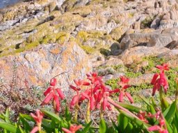 Lachenalia bulbifera sea view